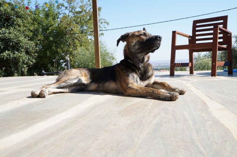 Stress nos Cães: Identificar e Reduzir a Ansiedade do Seu Pet