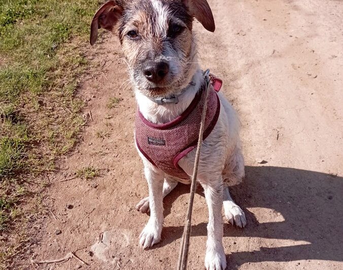 Trelas para Cão: Os Melhores Acessórios para o Seu Patudo