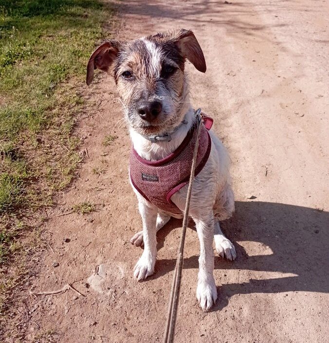 Trelas para Cão