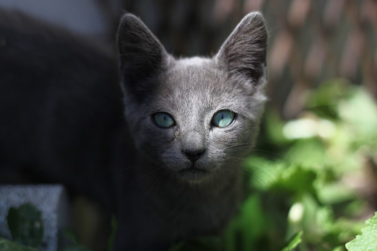 Alimentação de Gatinhos