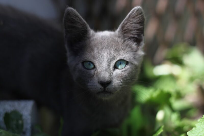 Alimentação de Gatinhos