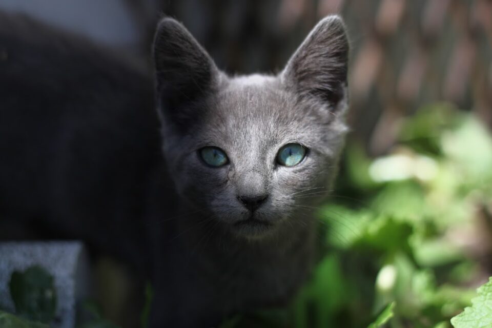 Alimentação de Gatinhos