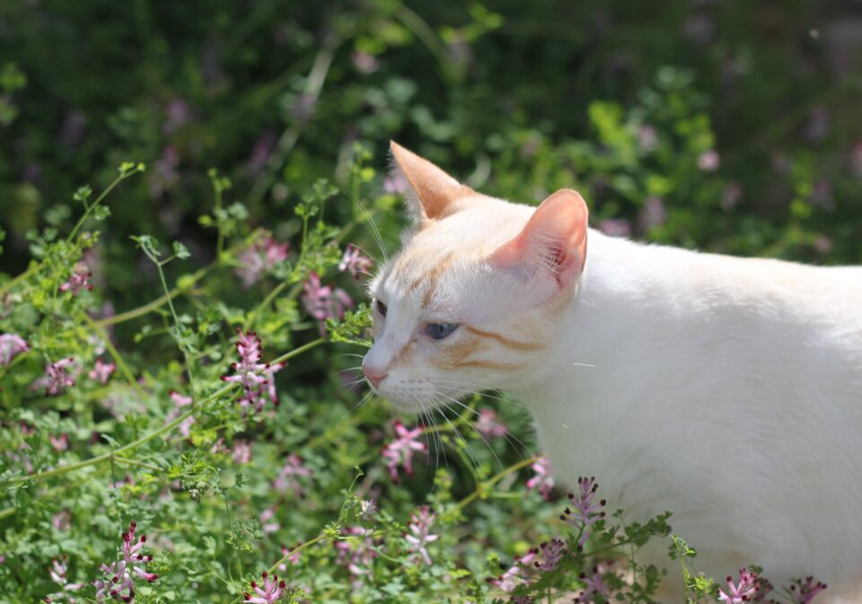 A idade dos gatos