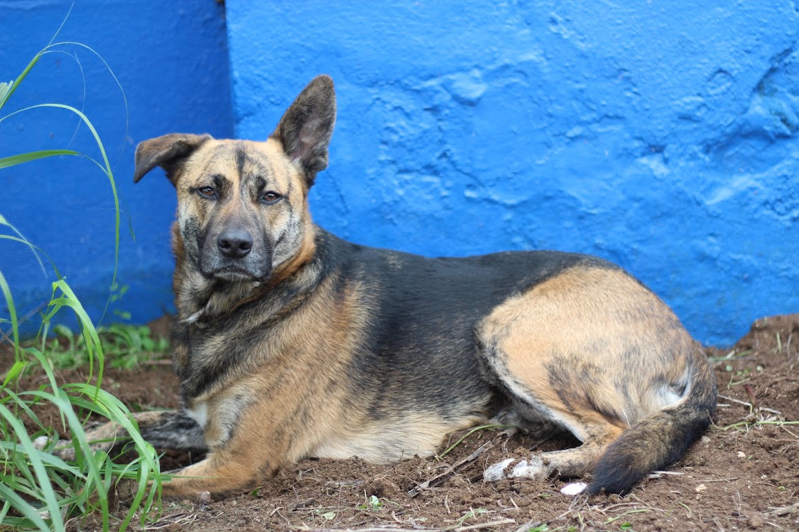 Castração nos Cães