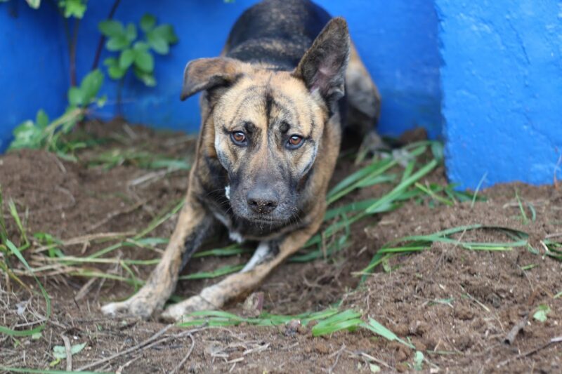 Vacinação dos Cães: Protegendo a Saúde do Seu Patudo