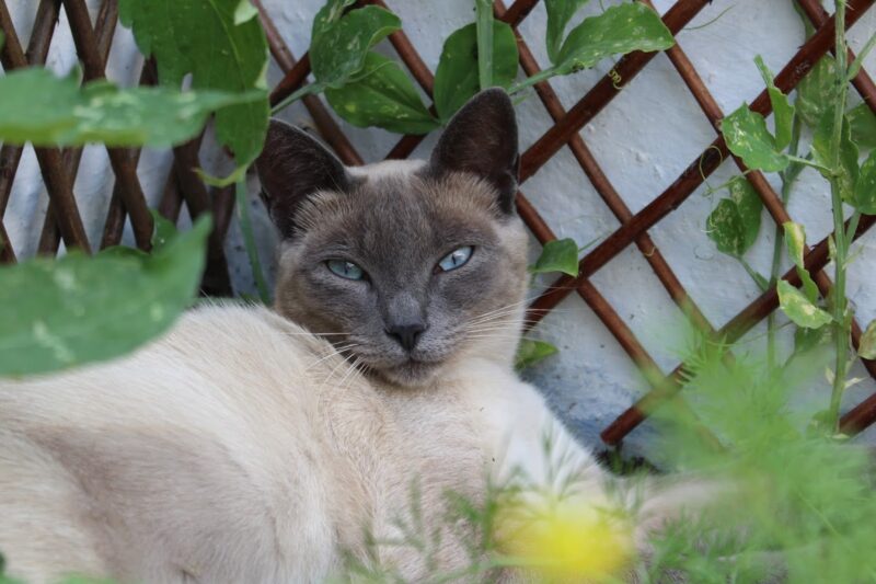 Principais Doenças nos Gatos