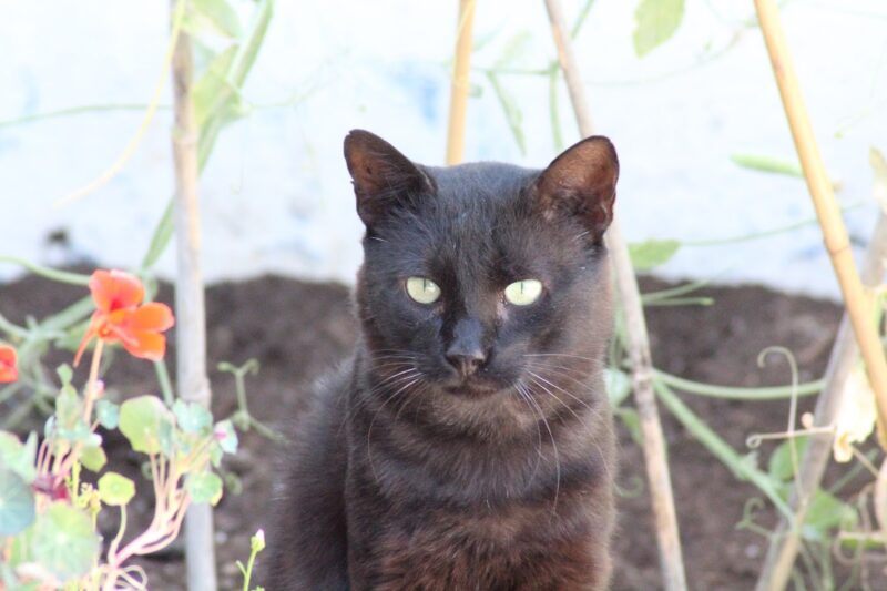 Vacinação dos Gatos: Protegendo a Saúde do Seu Amigo Felino