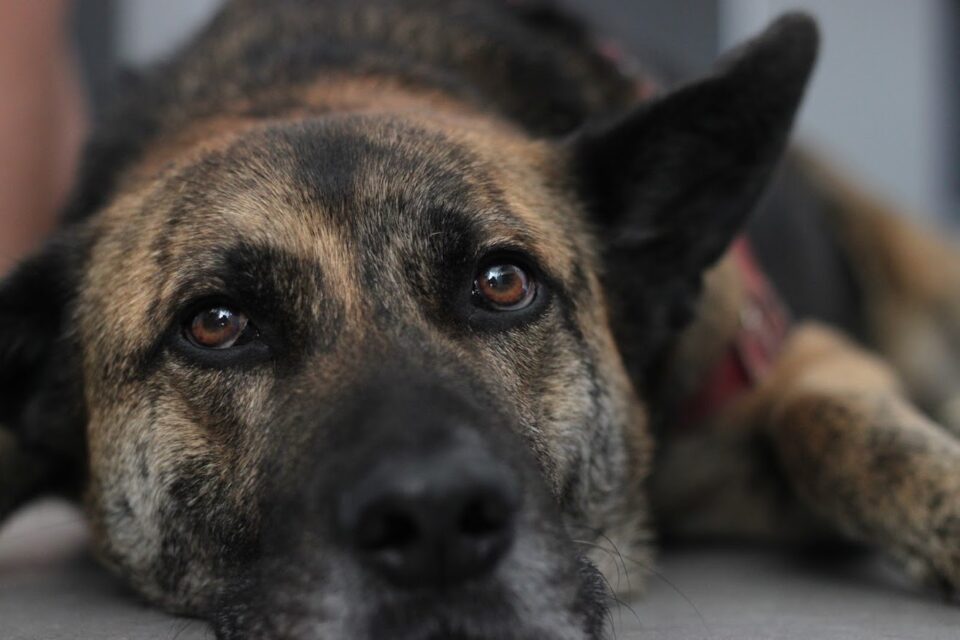 Adotar um cão