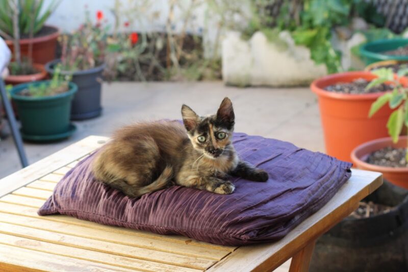 Como Ensinar o Seu Gato a Ter Bons Comportamentos